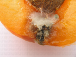 Abricot, symptôme interne de pourriture dû à Alternaria et larves de mouche drosophile